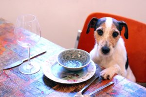 20130412-kutya-eszik-papesz