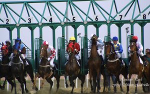 25_35377_546322_5ff1ebb89f0a1c8c7237047239e737ff_7a4a94_301