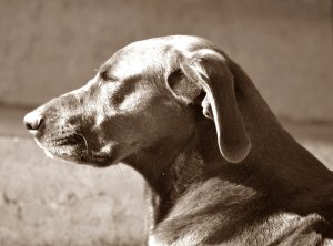 DSC_1997.