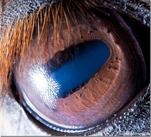 Horse_thumb