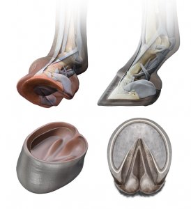 Equine Hoof Anatomy