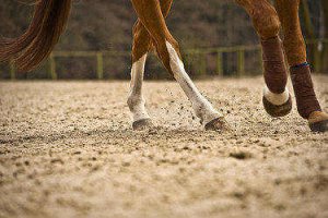 healthy-hooves