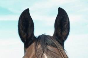 horse-ears